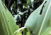 Managing the local risk of fall armyworm infestation in maize