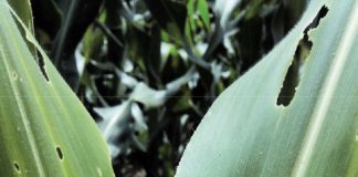 Managing the local risk of fall armyworm infestation in maize