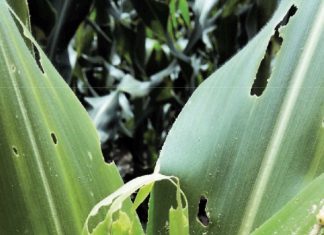 Managing the local risk of fall armyworm infestation in maize
