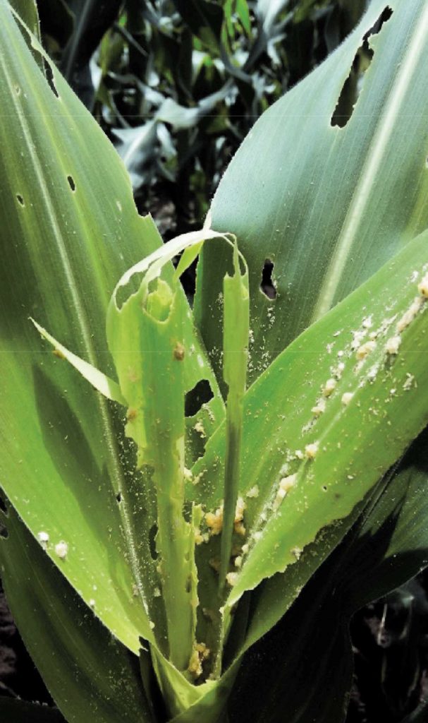 Managing the local risk of fall armyworm infestation in maize