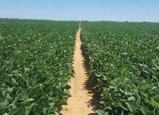 Bemestingspraktyke op sojabone