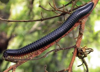 Duisendpootskade onder die vergrootglas