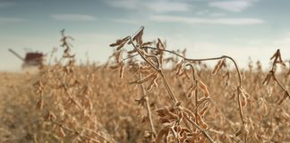 US-China trade war: Impact on the soybean market