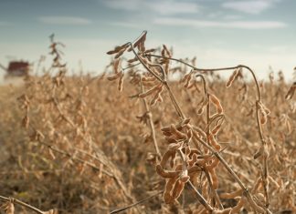 US-China trade war: Impact on the soybean market
