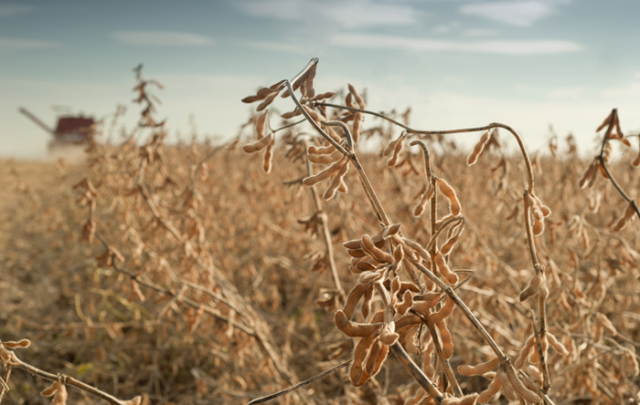 US-China trade war:  Impact on the soybean market