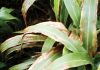 Sorghum cultivar evaluation trials for leaf diseases
