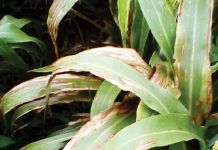 Sorghum cultivar evaluation trials for leaf diseases