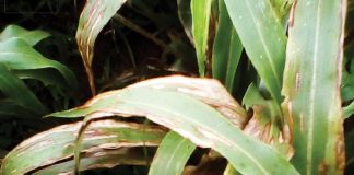 Sorghum cultivar evaluation trials for leaf diseases