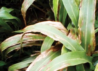 Sorghum cultivar evaluation trials for leaf diseases