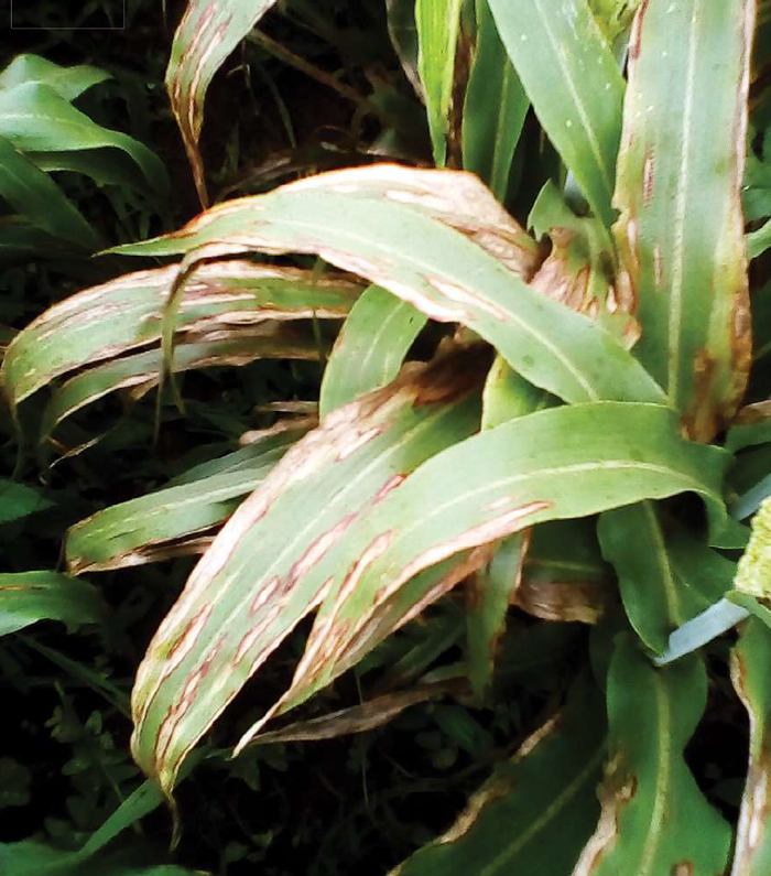 Sorghum cultivar evaluation trials for leaf diseases