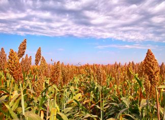 Sorghumproewe: Belowende nuwe kultivars