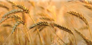 Die belangrikheid van markinligting: Wat leer ons daaruit?