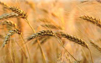 Die belangrikheid van markinligting: Wat leer ons daaruit?