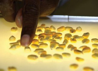 Maize crop quality – a look at the 2017/2018 season’s results