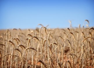 Ontwikkeling van hoë-opbrengskoringkultivars – ’n ander perspektief
