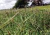 Kweekgras: ’n Moeilik beheerbare kalant
