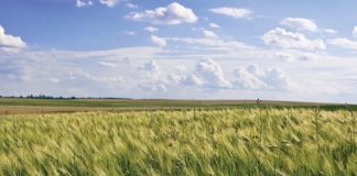 Dekgewasbestuur se effek in wintergraanstelsels