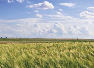 Dekgewasbestuur se effek in wintergraanstelsels