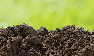 Die voordele van grondmikrobes vir grondgesondheid