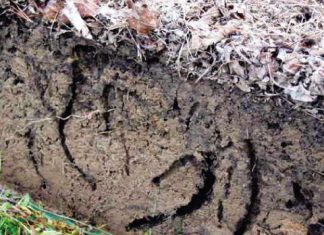Erdwurms: Dokters van die grondekosisteem