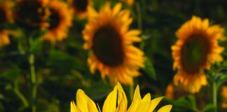 Management tools to improve yield and oil content
