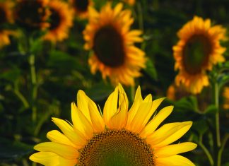 Management tools to improve yield and oil content