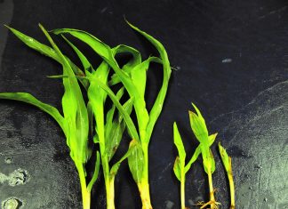 Ekonomies belangrike mieliesiektes