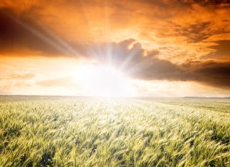 Gesubsidieerde oesversekering vorder