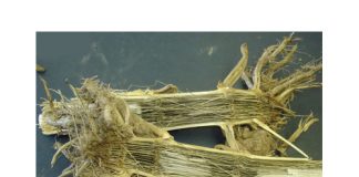 Maize cultivar reactions to charcoal stalk rot: A management tool