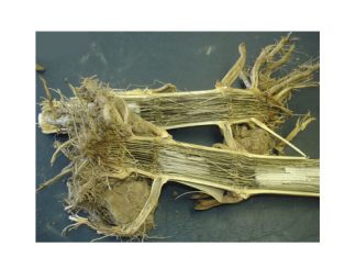 Maize cultivar reactions to charcoal stalk rot: A management tool