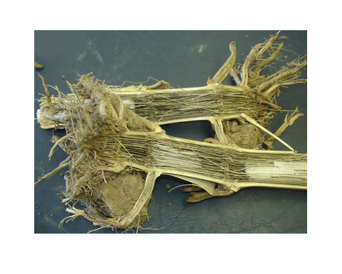 Maize cultivar reactions to charcoal stalk rot: A management tool