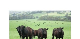 Optimising livestock production without degrading the ecosystem