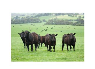 Optimising livestock production without degrading the ecosystem
