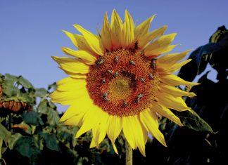 Beperk plaagdoderdrywing en wen goeie buurmanskap
