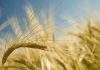 GRAIN TRUSTS support sustainability