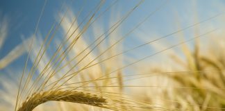 GRAIN TRUSTS support sustainability