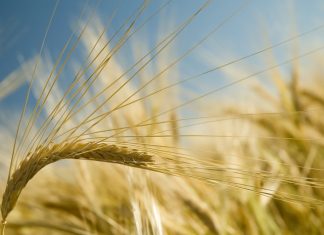 GRAIN TRUSTS support sustainability