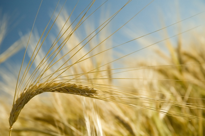 GRAIN TRUSTS support sustainability