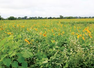 Kan herlewingslandbou in die Wes-Kaap werk?