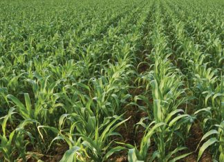 Wisselbou: Langtermynstelsels met gras bevorder winsgewendheid