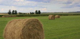 Koste en gebruik van Eragrostis curvula-hooi en -weiding