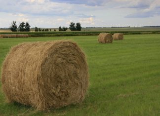 Koste en gebruik van Eragrostis curvula-hooi en -weiding