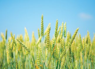 Graanverbruikstendense en die ekonomie