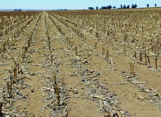 Die stryd teen skraalhanse – ’n langtermynstrategie