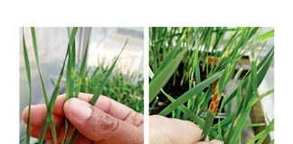 High yields, acceptable quality and rust protection – a great combination