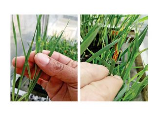 High yields, acceptable quality and rust protection – a great combination