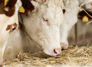 Dekgewasse se invloed op die vloei van voer, vee en kontant