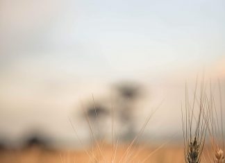 Markintelligensie skep goue geleenthede vir hawer en gars