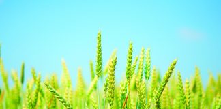 Quality of grain and oilseed crops – a service offered by SAGL