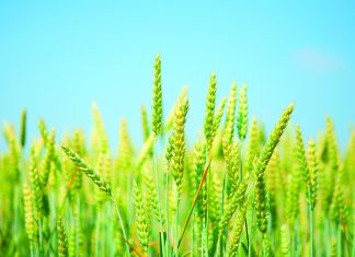 Quality of grain and oilseed crops – a service offered by SAGL